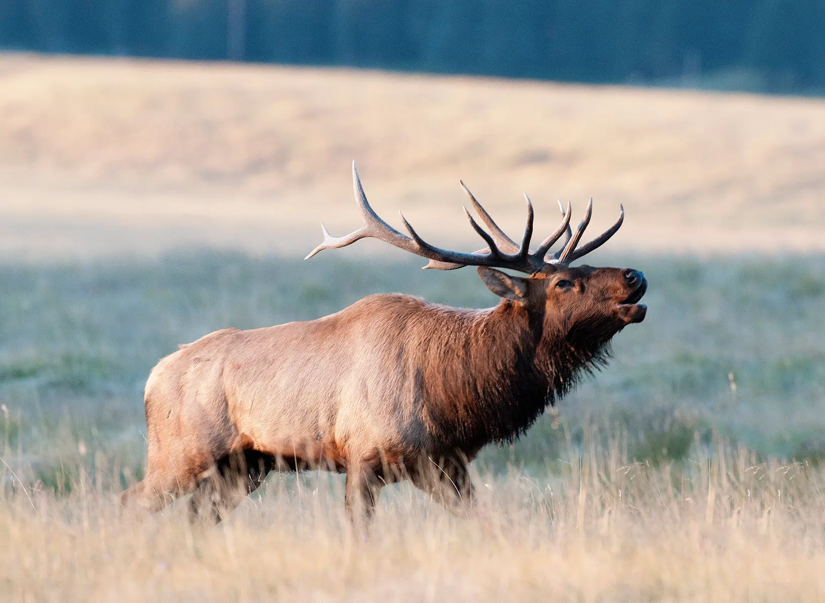 Bugling elk are among the many great wildlife viewing opportunities available across New Mexico. These elk can be found in high mountain areas such as the Colin Neblett Wildlife Management Area in Colfax County.